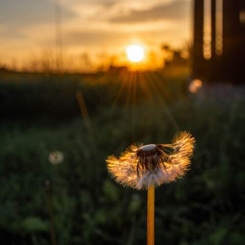 Photo #13683027