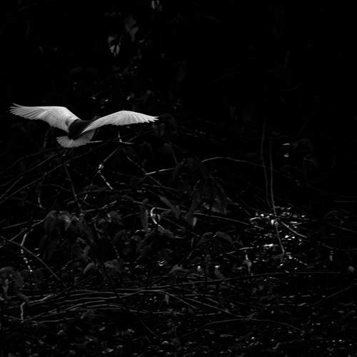 Photo #13683034