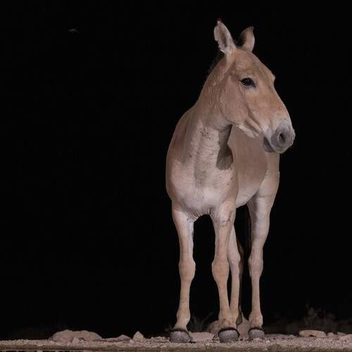 Photo #13683140