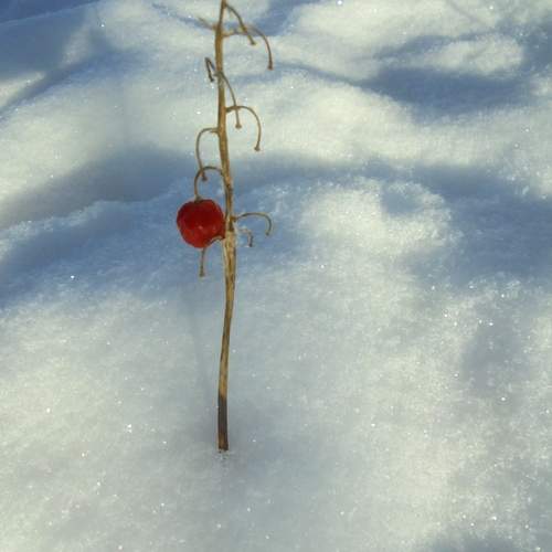 Photo #13683257
