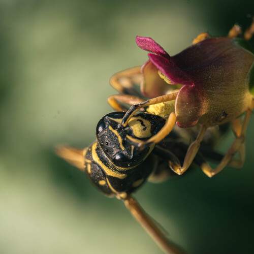 Photo #13683303