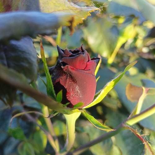 Photo #13683420