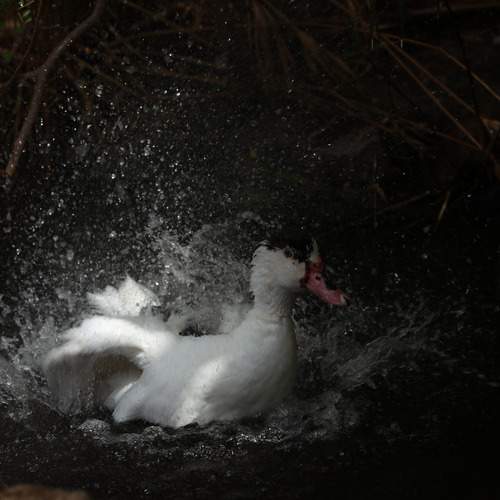 Photo #13683430