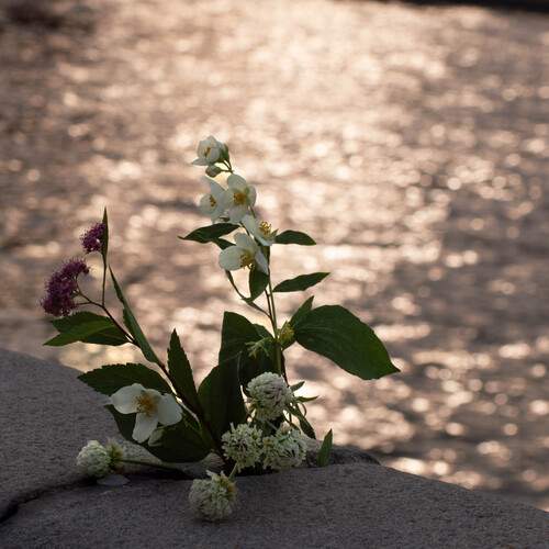 Photo #13683663