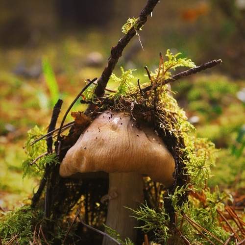 Photo #13683734