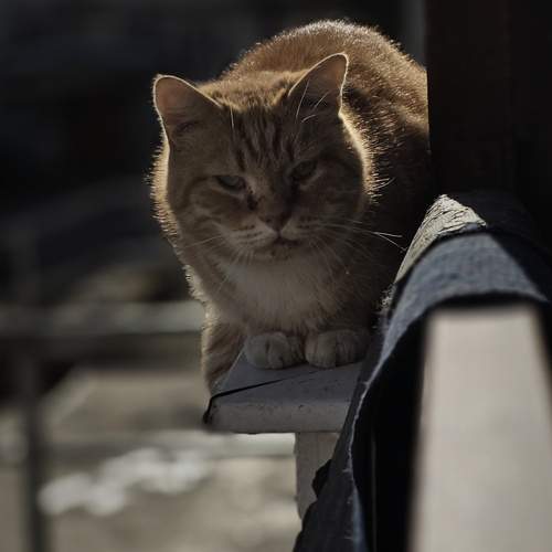 Photo #13683801