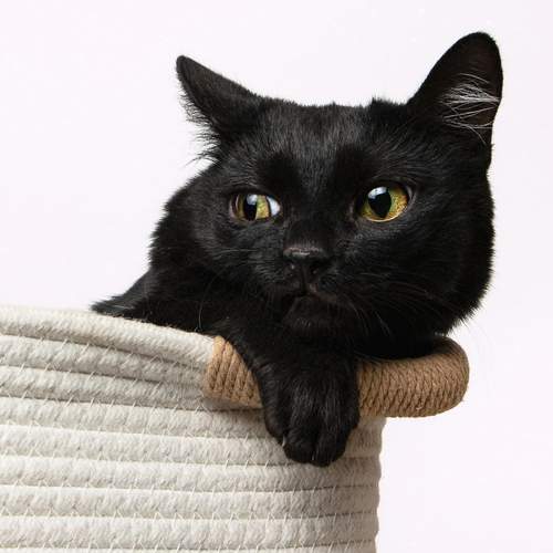 Photo #13683905