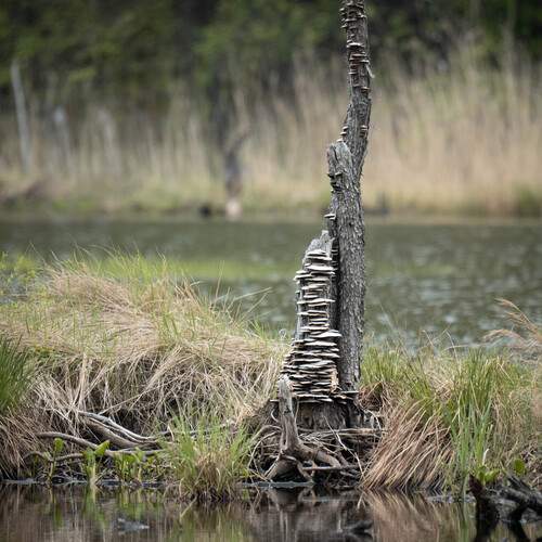 Photo #13683984