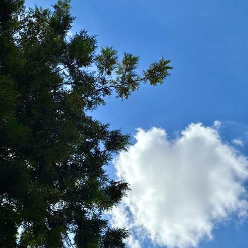 Photo #13684066
