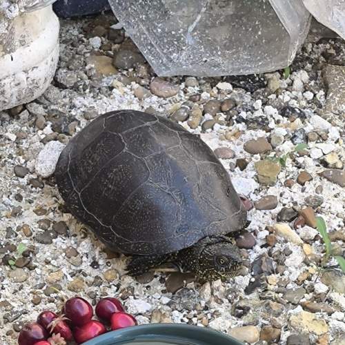 Photo #13684116