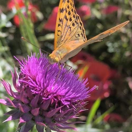 Photo #13684119