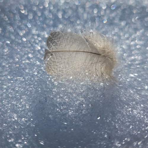 Photo #13684270
