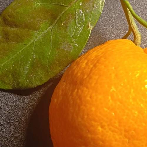 Photo #13684356