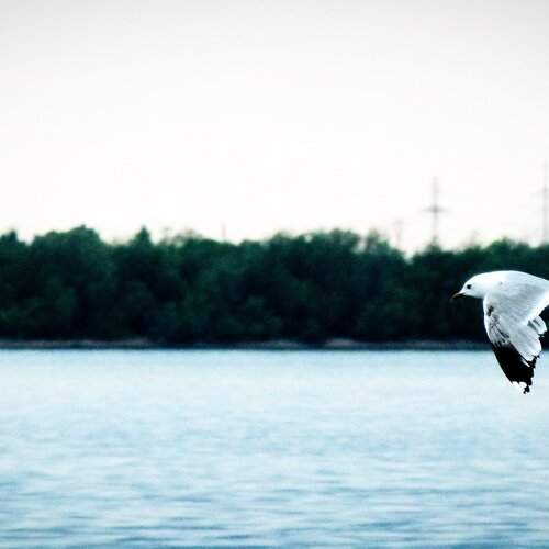 Photo #13684378