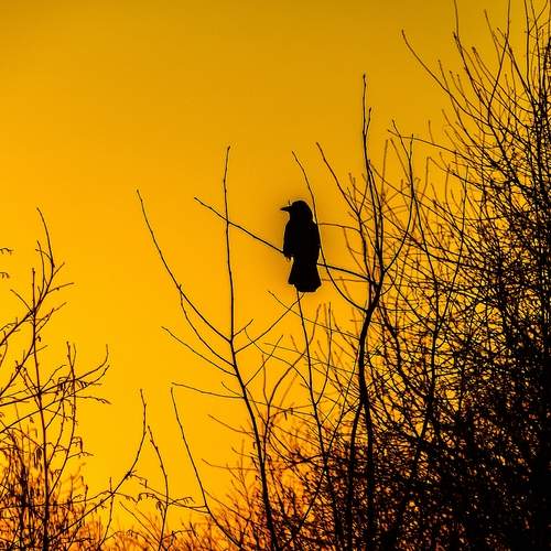 Photo #13684556