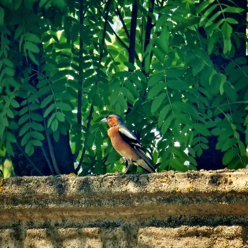 Photo #13684566