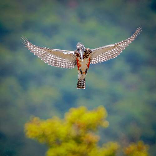 Photo #13684867