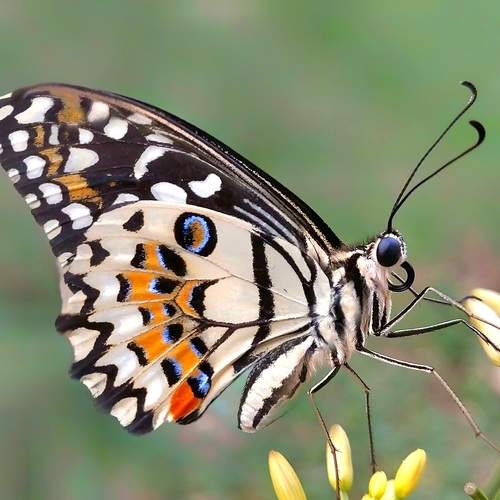 Photo #13685005