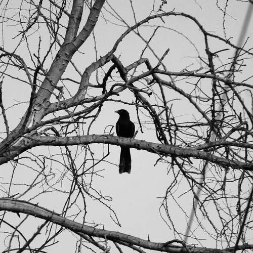 Photo #13685072