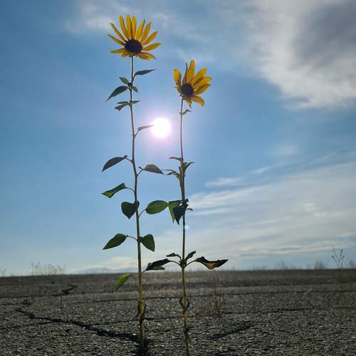Photo #13685156