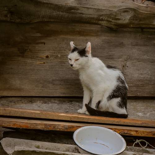 Photo #13685271