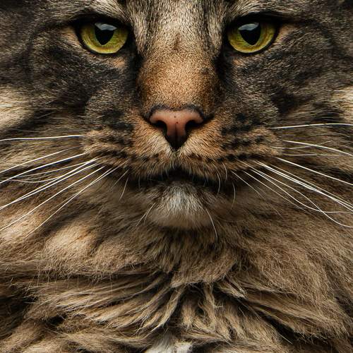 Photo #13685625