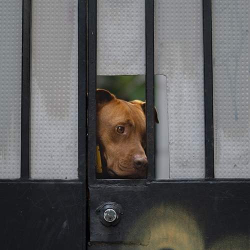 Tiempo Perruno