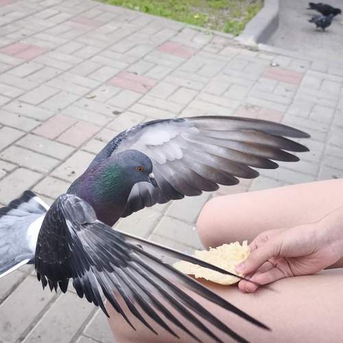 Photo #13686072