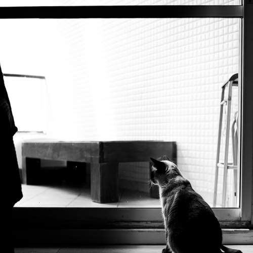 Photo #13686167