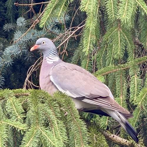 Photo #13686197