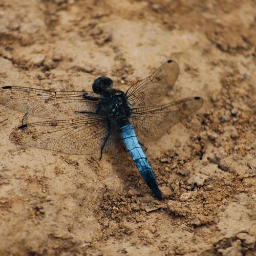 Photo #13686298