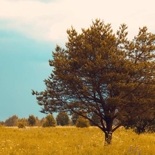 Photo #13686300