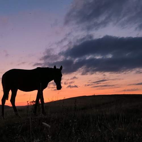 Photo #13686322