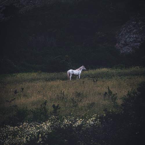 Photo #13686432
