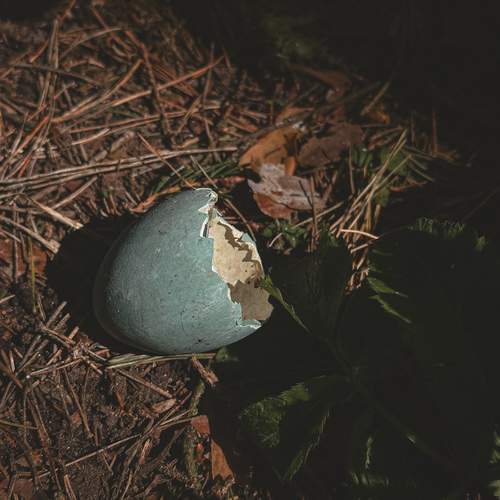 Photo #13686796