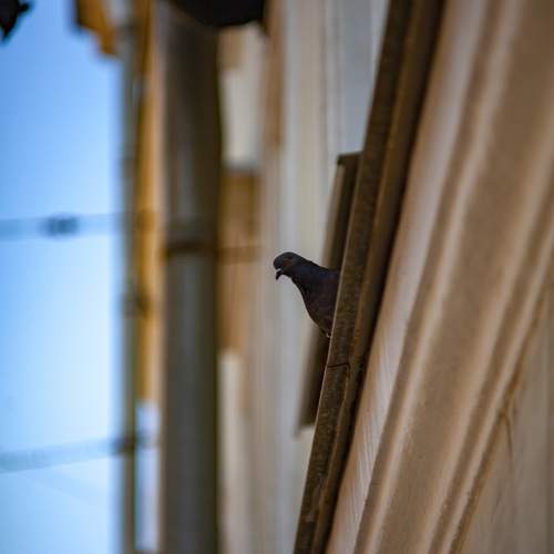 Photo #13687115