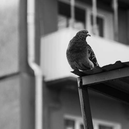 Photo #13687146