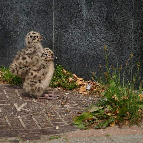 Photo #13687156