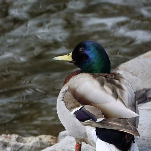 Photo #13687158