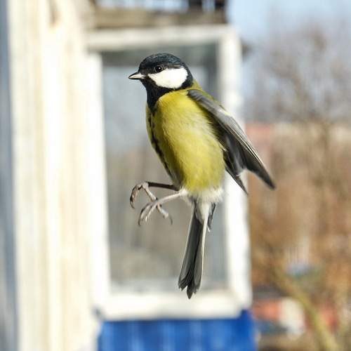 Photo #13687204