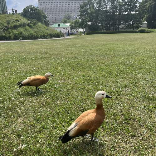 Photo #13687207