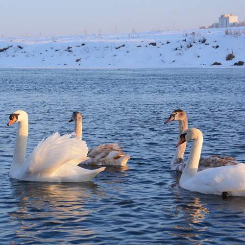 Photo #13687211
