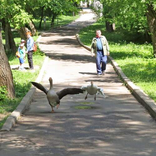 Убегающие гуси