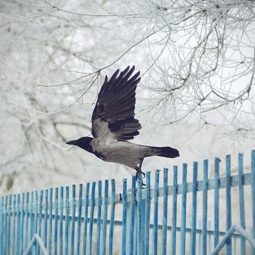 Photo #13687312