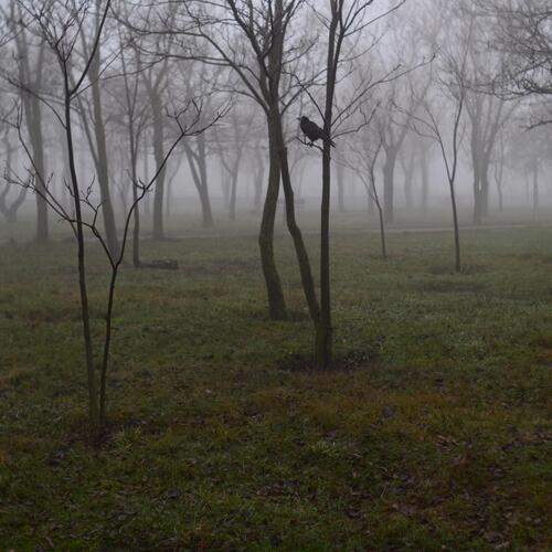 Photo #13687313