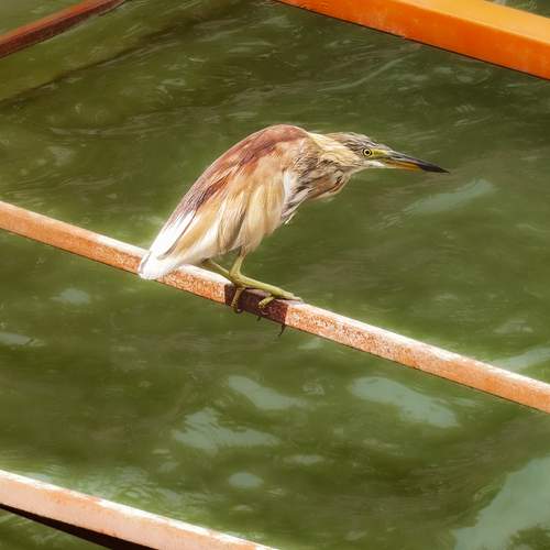 Photo #13687316