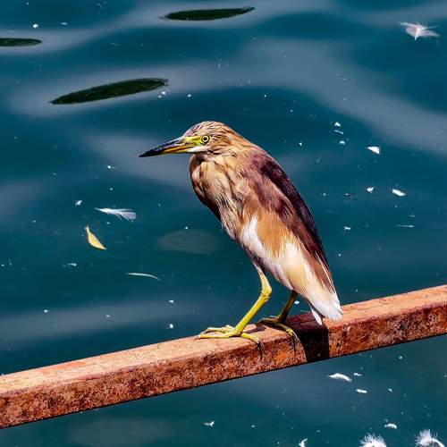 Photo #13687317