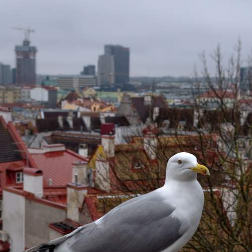 The Guardian of Old Tallinn