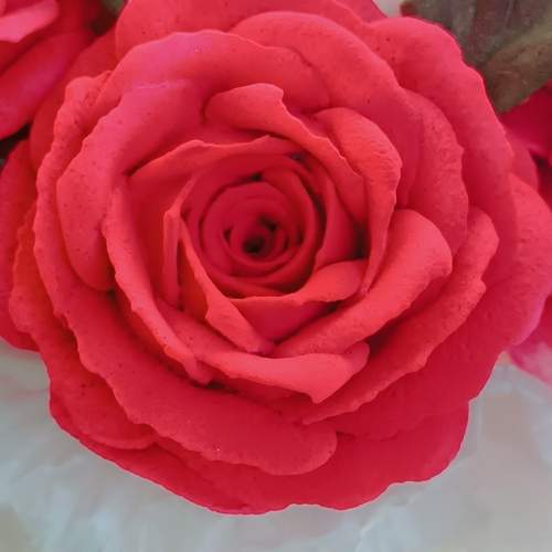 Photo #13687350
