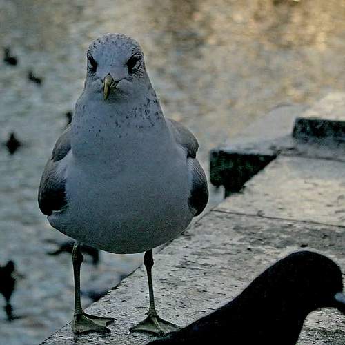 Photo #13687389
